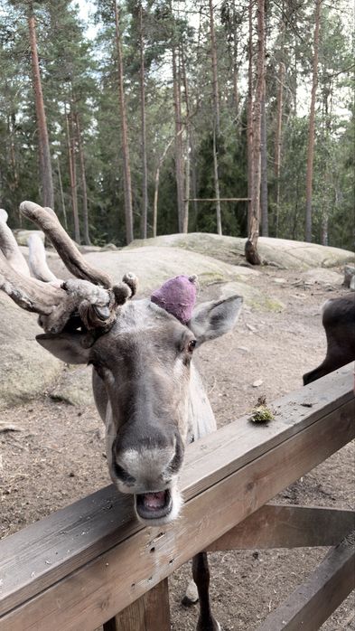 Finlandia-Helsinki  transfery