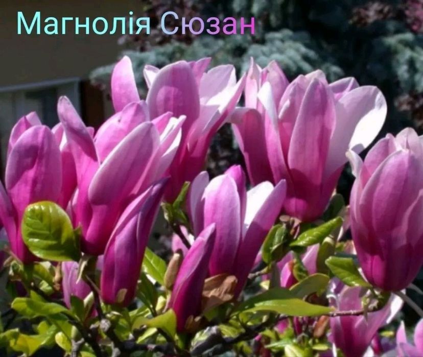 Маю магнолії різного віку