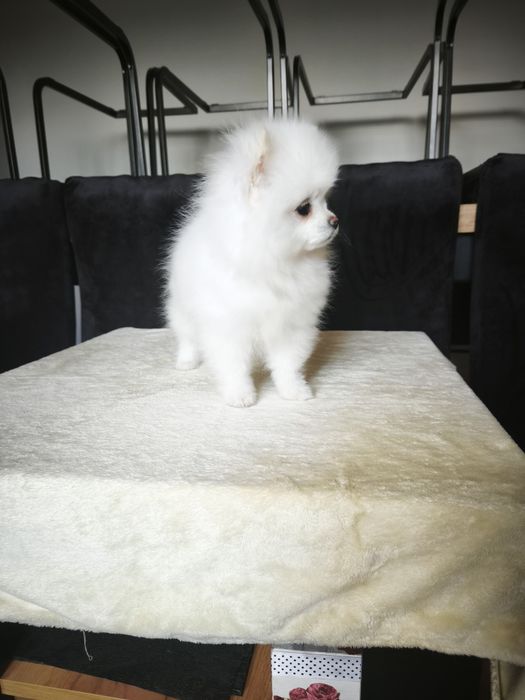 Szpic miniaturowy pomeranian