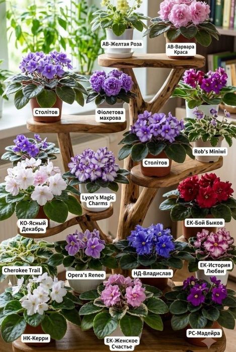Продам діток сортової фіалки по 40 грн за 1 кущик