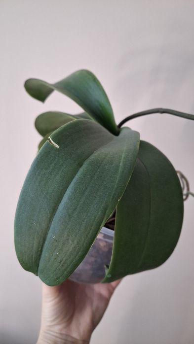 Орхідея фаленопсіс Santa Claus