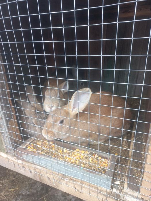 Продам кролів є різні