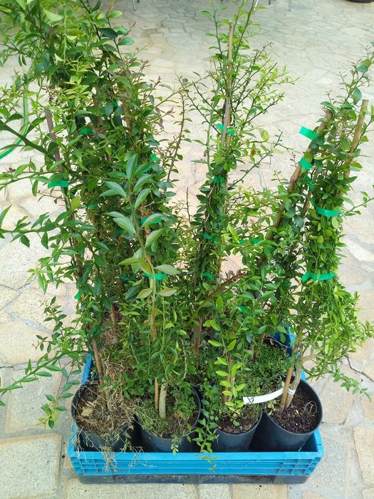 3 Citrus Trees: Finger Lime + Yuzu + Buddha's Hand – Free Shipping!64575348994179123
