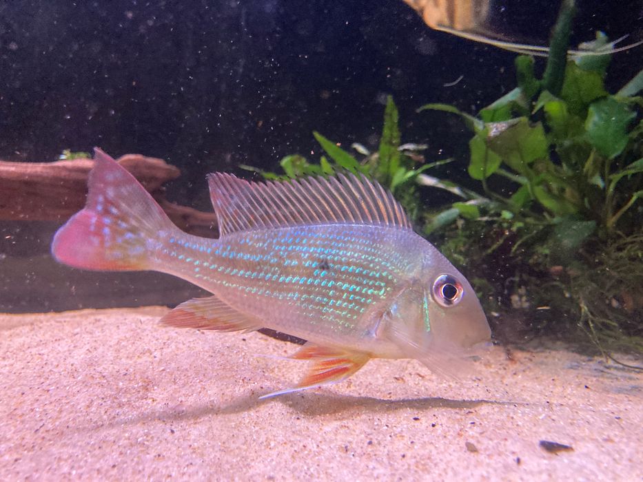 Geophagus Altifrons