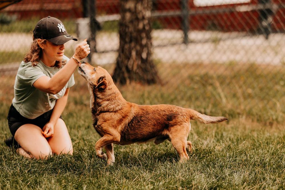 Major - wesoły psiak do zadań specjalnych i przytulania