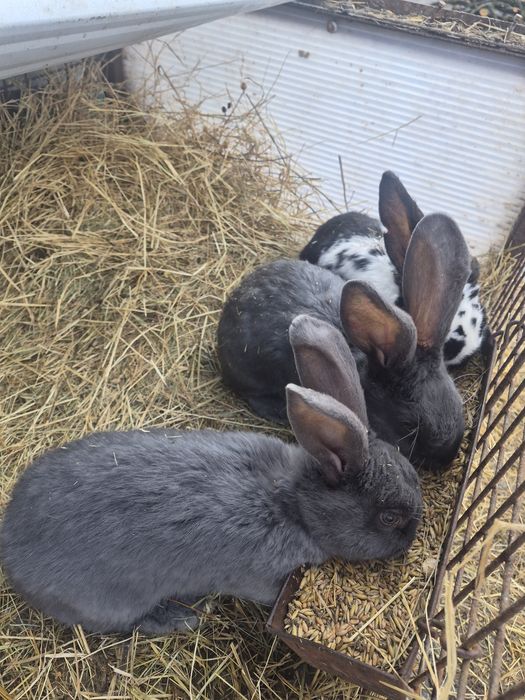 Olbrzym srokacz niebieski samce