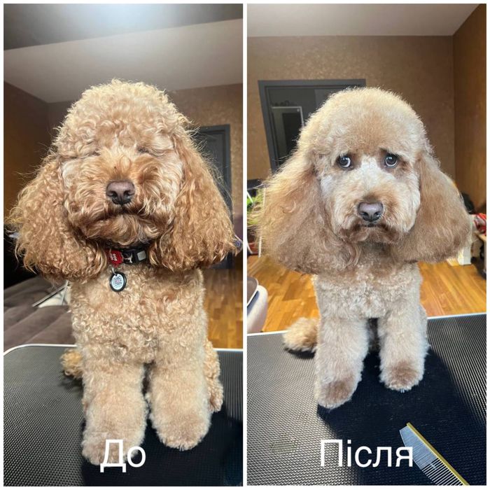 Груминг с любовью