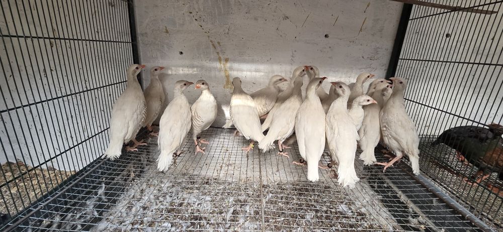 Cedência de perdizes