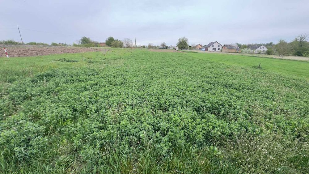 (5) Продам ділянку в Немирові 1122