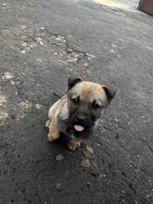 Віддам цуценя в добрі руки