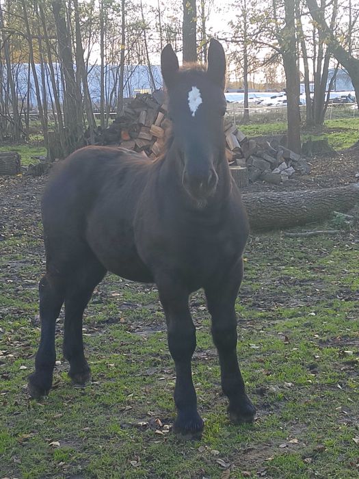 Źrebak zimnokrwisty