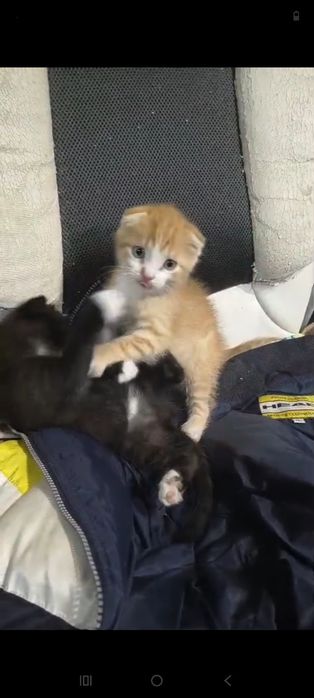 віддам безкоштовно коят