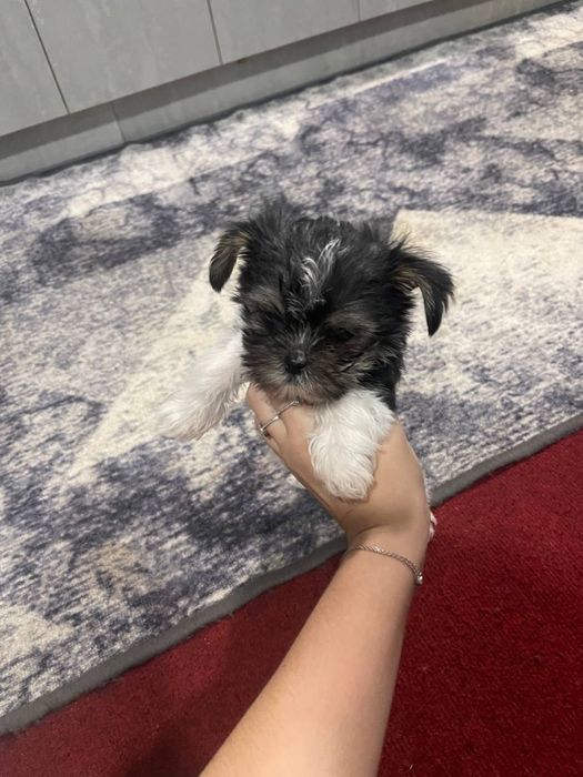 Продається собака міні йорк