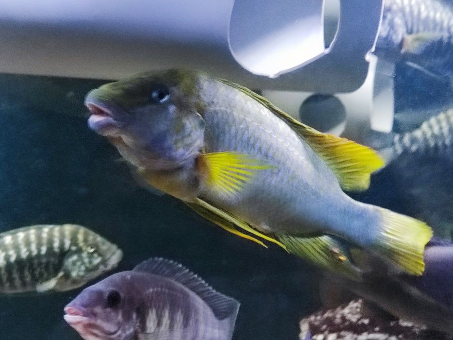 Petrochromis macrognathus