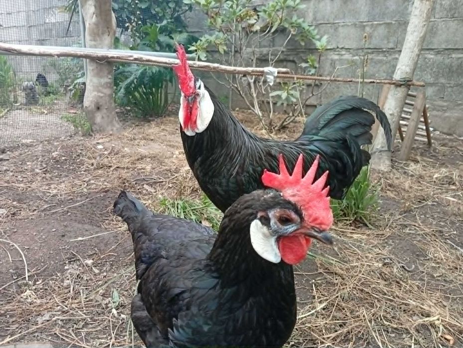 ovos galados e pintos Jersey gigante e White Face Spanish