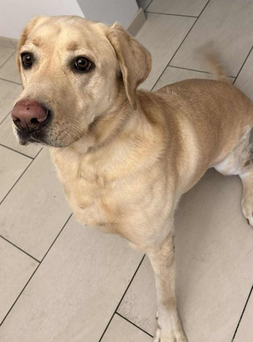 Oddam Labradora( Biszkoptowy)