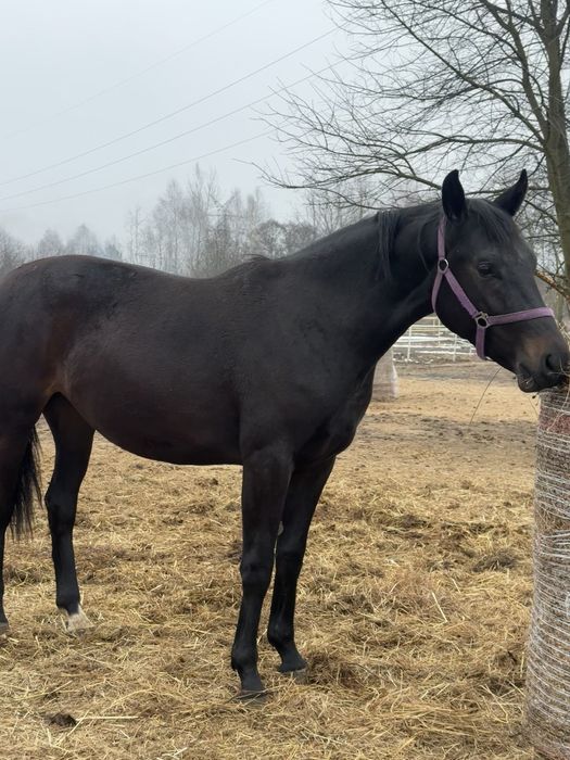 Piękna grzeczna młoda klacz do ambitnej rekreacji
