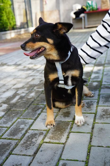 Suczka do adopcji