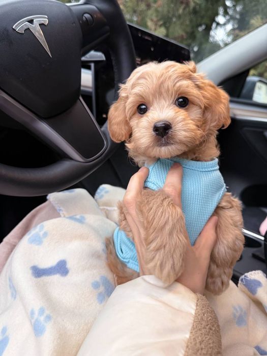 Фантастичний Мальтипу F1 VIP