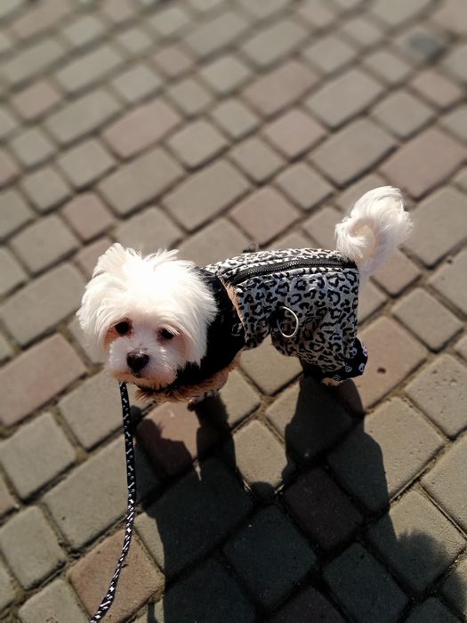 В'язка Мальтійського хлопчика