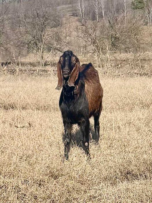 Продаеться стадо кіз.