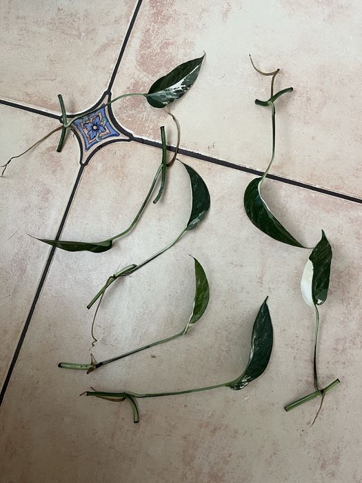epipremnum pinnatum variegata okaz kolekcjonerski