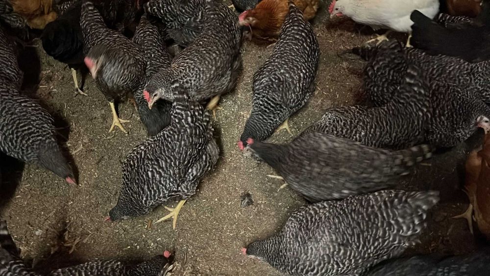 Kury Rosa nioski z wolnego wybiegu. Dominant Tetra Dowóz gratis