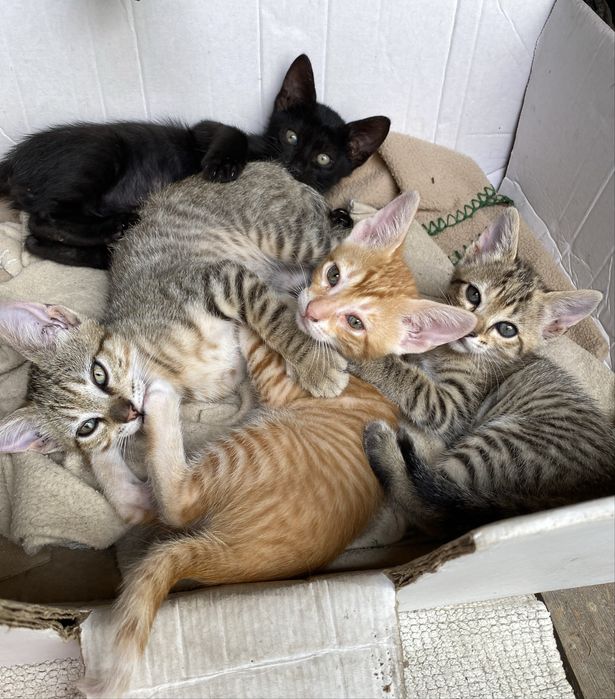 Dão-se gatinhos