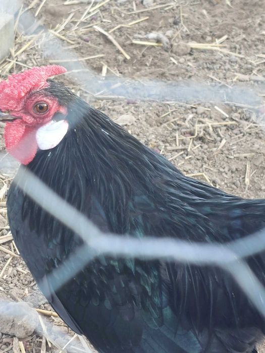 BANTAMKA KARŁOWATA - kogutek 7 miesięcy.