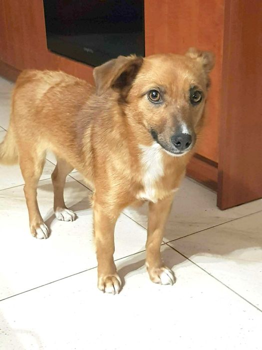 Cudna, kochana, malutka, przytulasna, bezdomna sunia szuka domku