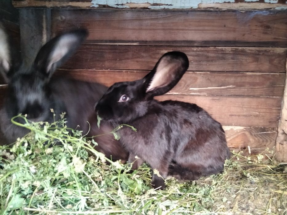 Продам кроликов немецкий пёстрый великан