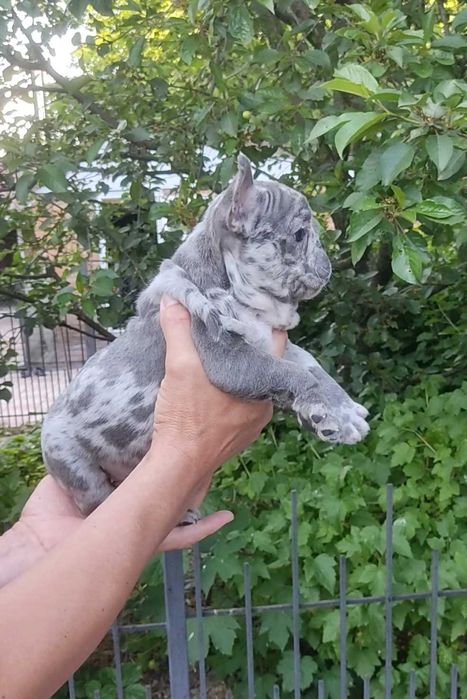 Віп качество, блакитний мерле.