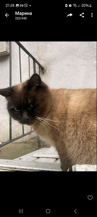 Породисті коти шукають родину