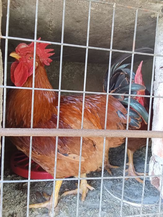 Vendo galos caseiros