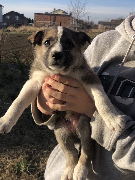 Віддам 9 щенят, 4 дівчинки 5 хлопчиків