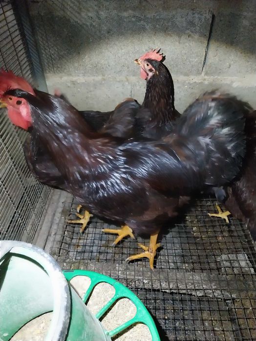 Rhode Island Red poedeiras