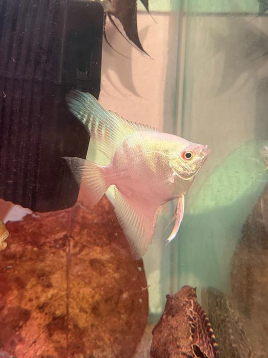 Escalar blue ghost