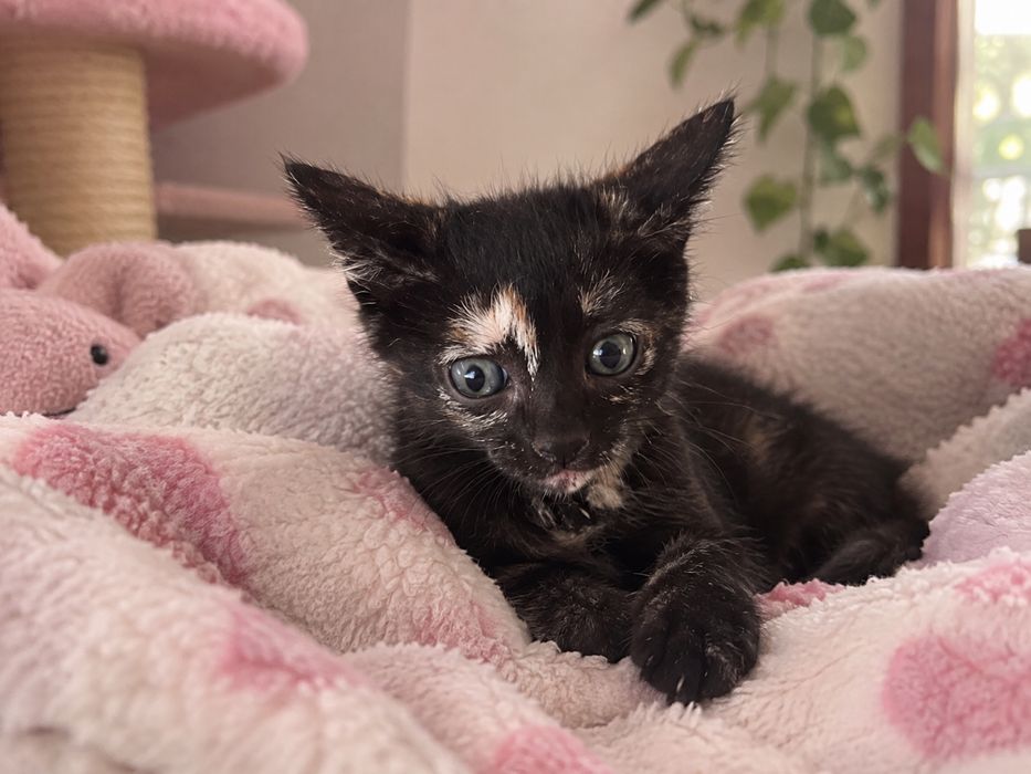 Lindas bebés de 2 meses