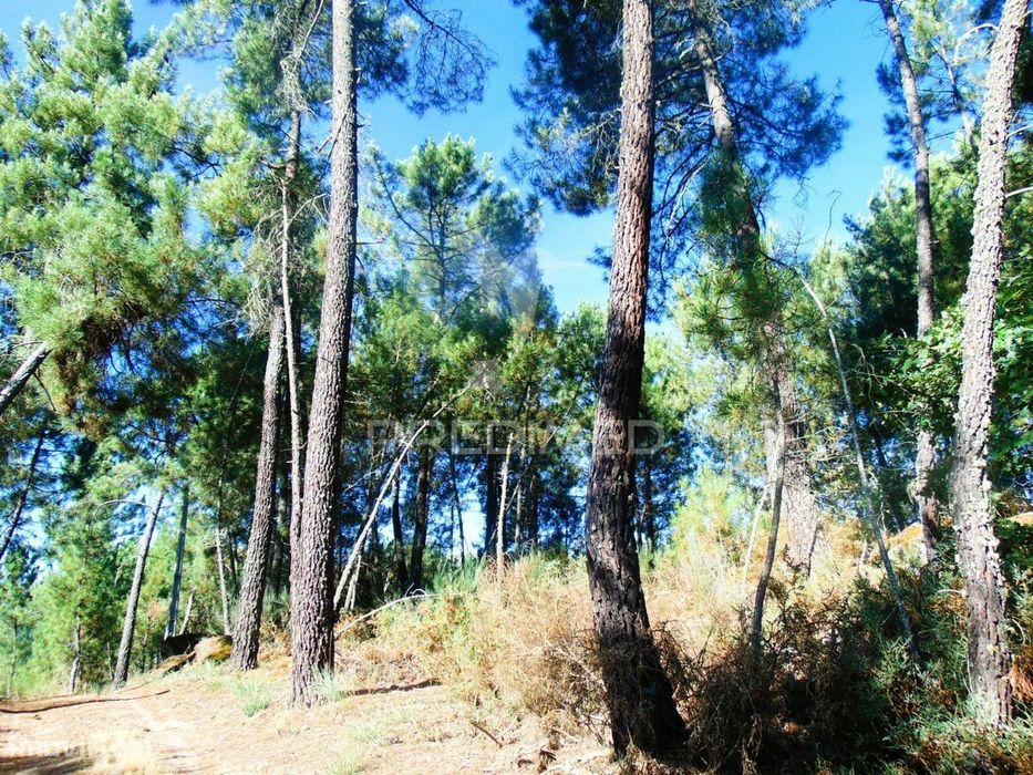 Plot of Land with 2 Ha Adjacent to E322 in Alijó / Vila Real