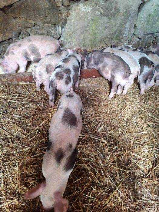 Leitoes de boa qualidade