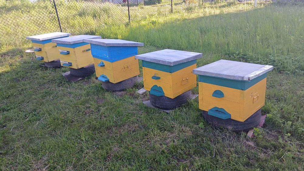 Пасіка (5 вуликів)