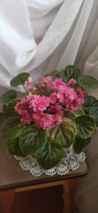 Сенполии , фиалки