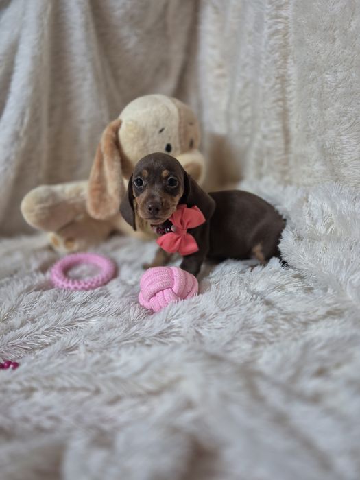 Tecke Kanichen Fêmea Chocolate Tan Criadora Registada PT3088FL