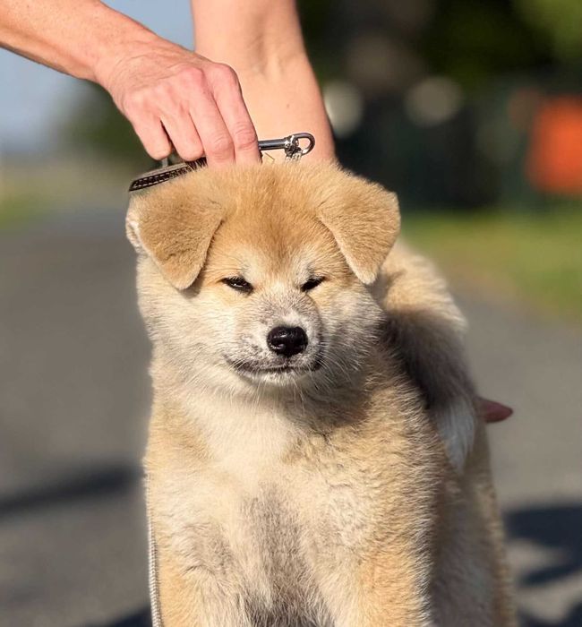 Akita Japońska*Suczka*Hodowla ZKwP