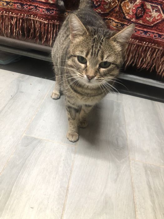 Стерильная кошечка в поиске семьи