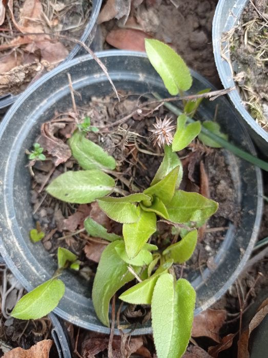 Nadwyżki bylin do ogrodu