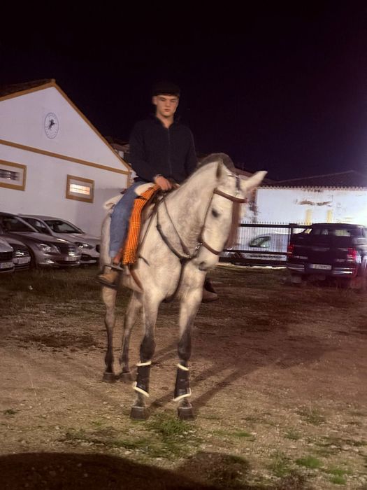 Égua cruzada Lusitano