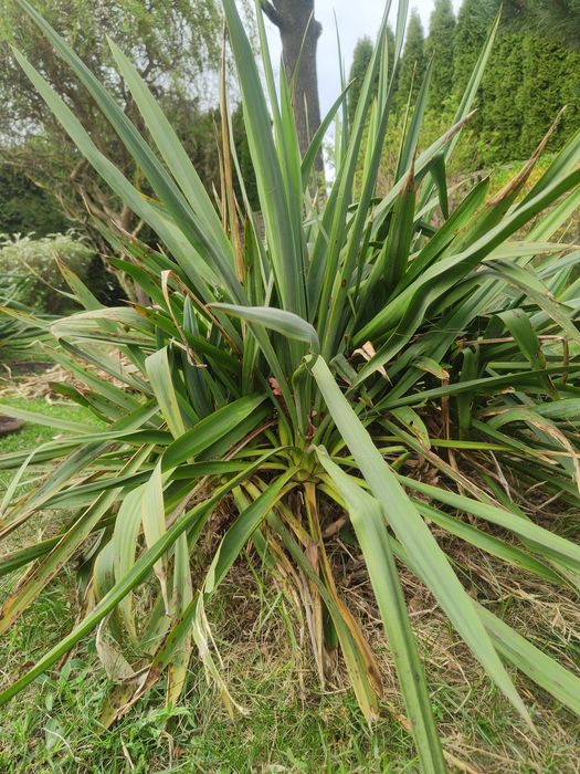 Juka ogrodowa biała