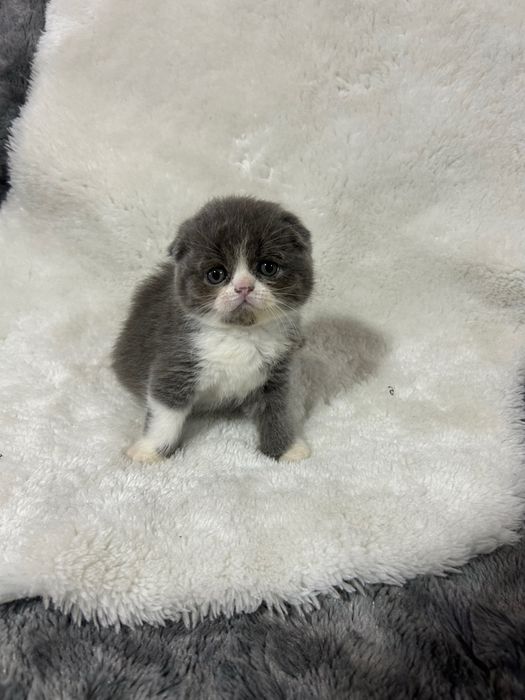 scottish fold