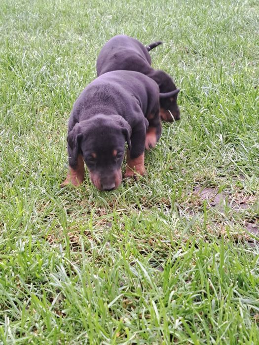 Doberman Piesek.